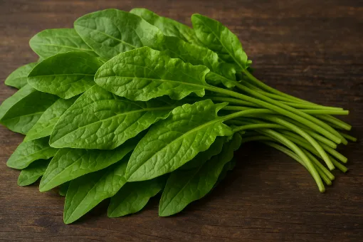 Oseille: plante verte acide riche en vitamine C et fer